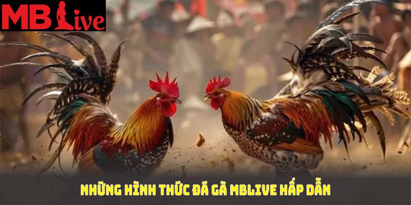 Những hình thức đá gà MBlive hấp dẫn nhất