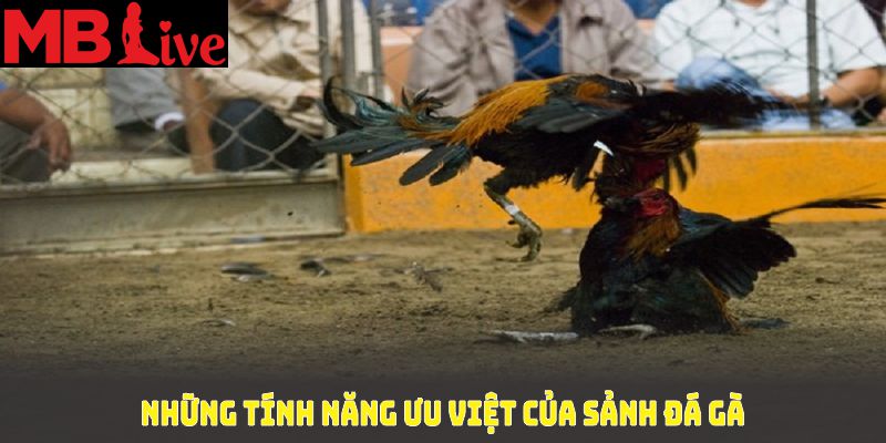 Những tính năng ưu việt của sảnh đá gà MBlive