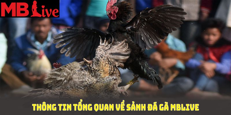 Thông tin tổng quan về sảnh đá gà MBlive cho người mới